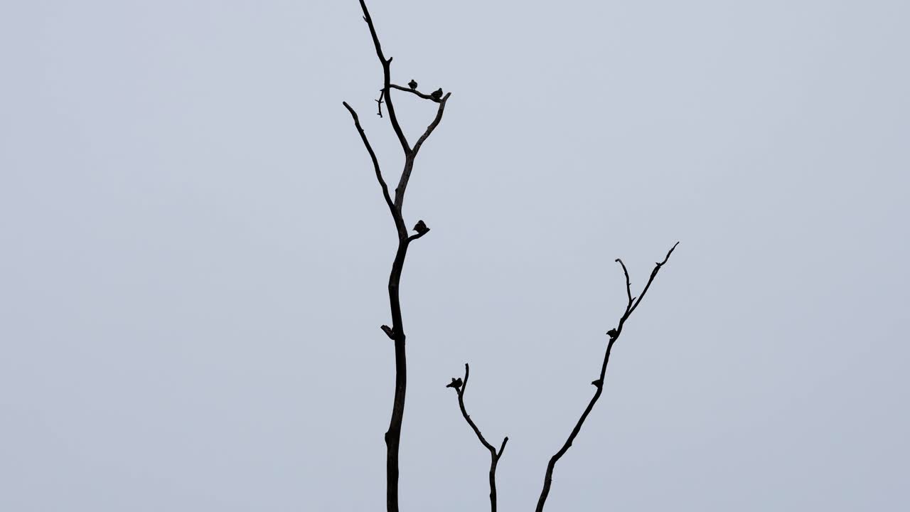 어둡고 두꺼운 청구 녹색 비둘기 treron curvirostra, kaeng krachan 국립 공원, 태국 직전에 쉬고있는이 새들의 축소