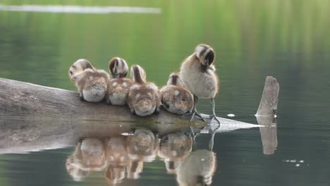 whistling duck - five - beautiful - pond