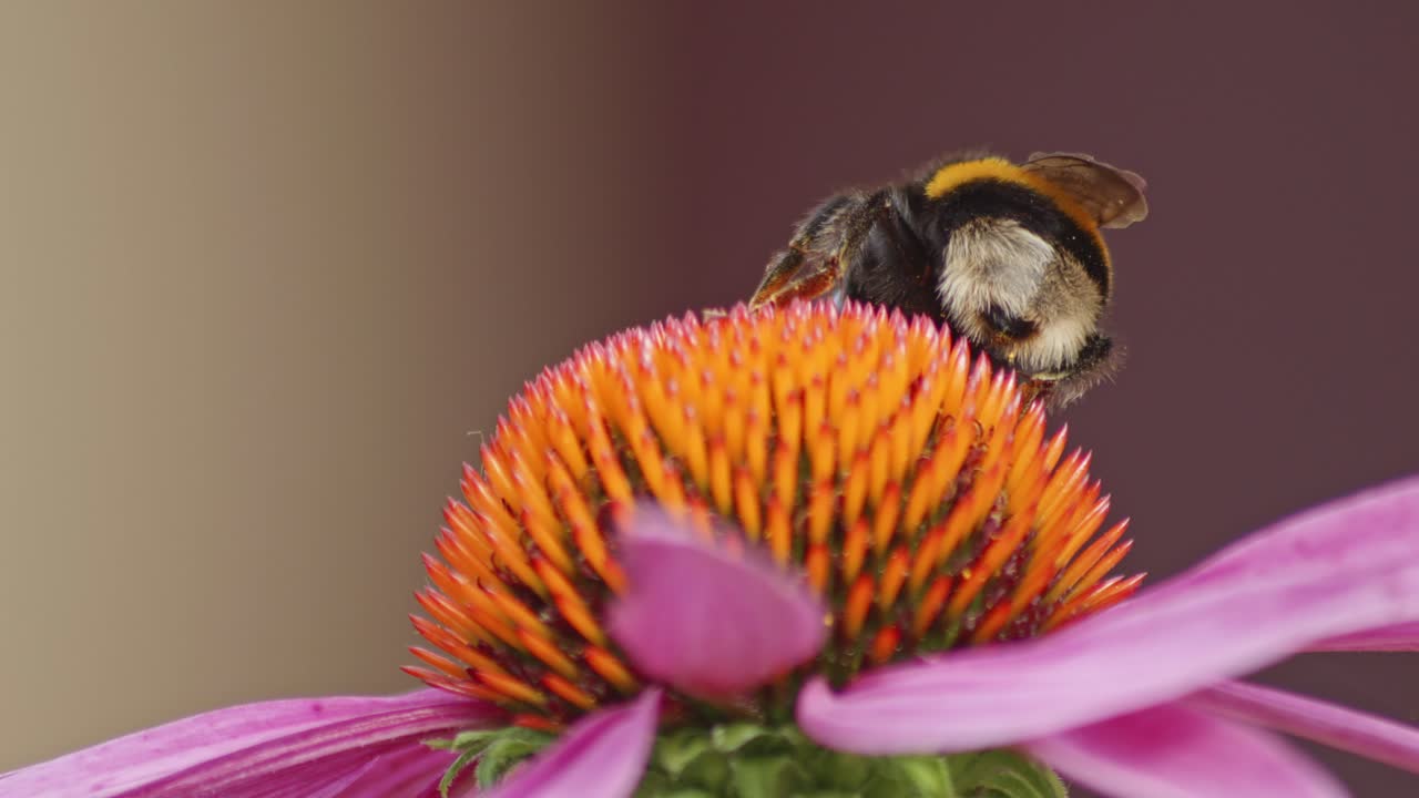vista posterior de un abejorro en una flor de cono naranja recolectando polen