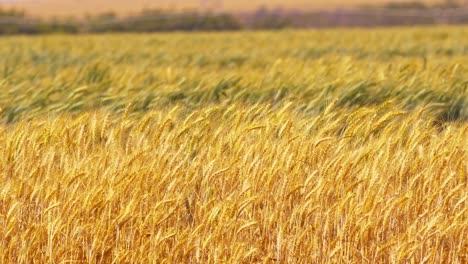 wheat dancing in the wind agriculture harvesting concept static shot