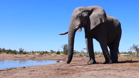 un solo elefante africano de sabana posa junto a un estanque del desierto bajo la dura luz del sol