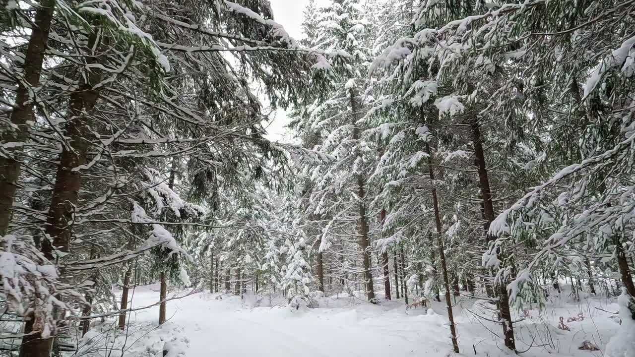 inserción de cámara en un bosque de pinos de invierno cubierto de nieve blanca en cámara lenta