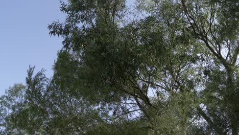 looking up at trees in a forest with bluew skies in the background