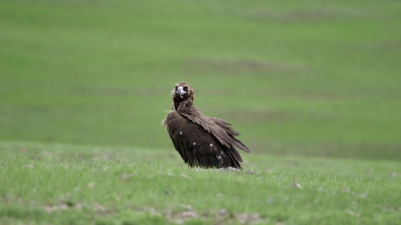 Avvoltoio monaco in piedi in un campo verde