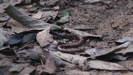 an earthworm seen coiling its body in pain as the black army of ants attacked it together