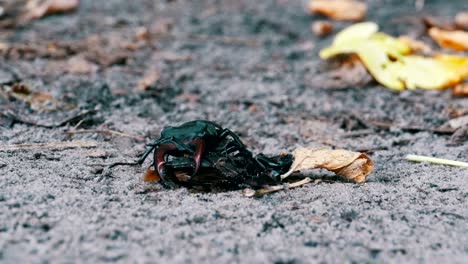 stag beetle deer pushes a crushed dead beetle along the ground