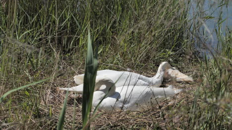 mute swans couple in a nest with garbage environmental pollution cygnus olor