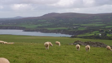 Ovejas-Pastando-En-Pastos-En-El-Hermoso-Paisaje-De-La-Isla-Dinas,-Gales,-Reino-Unido-60fps