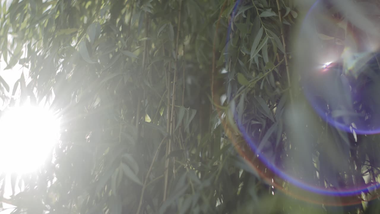 telón de fondo orgánico con rayos de sol y sol brillante detrás de las ramas