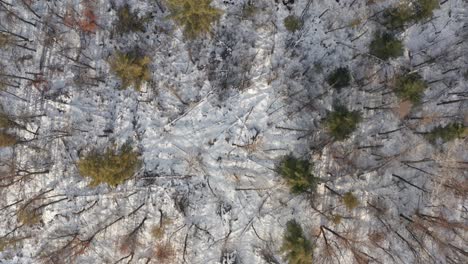 Aerial-top-down,-leafless-and-dead-trees-during-winter-season-in-snow-covered-forest