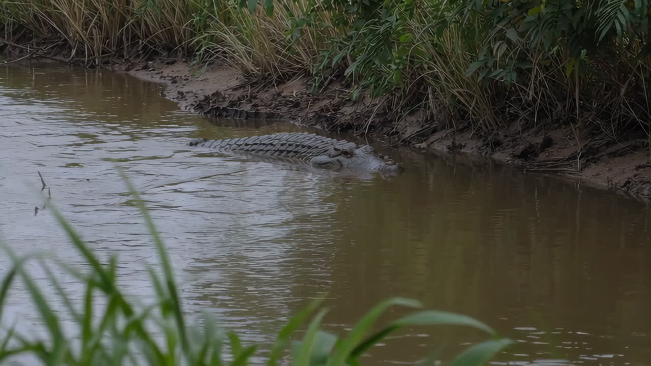 Crocodile in a river