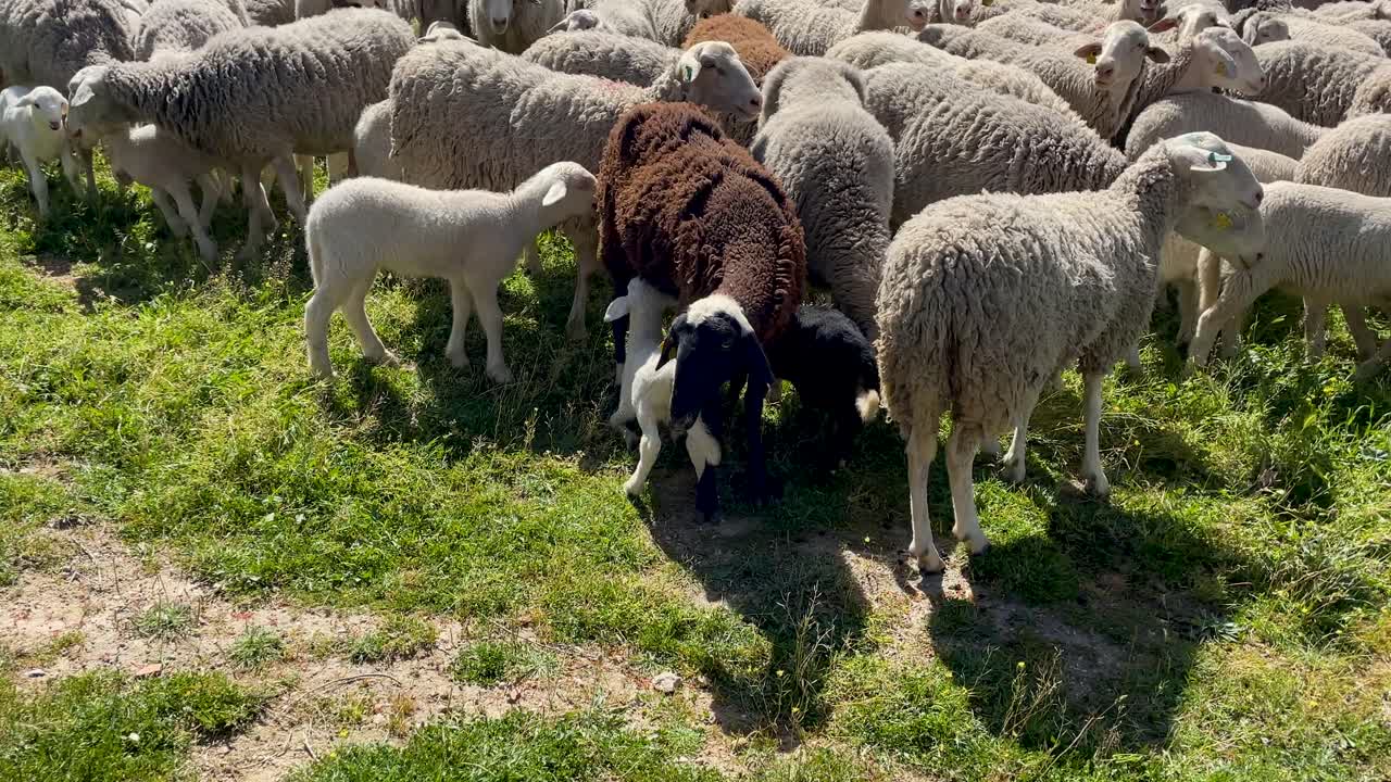 Slow motion footage of a brown-black sheep nursing two lambs, one white and one black, they are happy because they wag their tails happily, the mother moves and they follow her