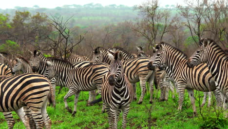 Zebras-shaking-afraid-of-lion-grazing-grass-eating-Big-Five-Kruger-National-Park-bush-spring-summer-lush-greenery-Johannesburg-South-Africa-wildlife-cinematic-left-pan-slider-movement