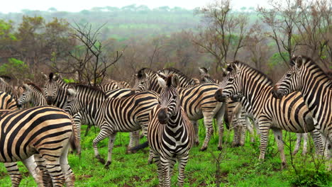 las cebras temblando temerosas de los leones pastando hierba comiendo los cinco grandes kruger parque nacional arbusto primavera verano exuberante vegetación johannesburg sudáfrica vida silvestre cinematográfico pan izquierdo deslizador movimiento