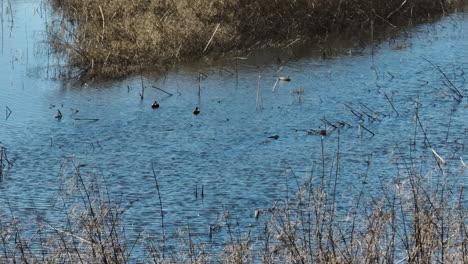 Patos-Flotantes-En-El-área-De-Manejo-De-Vida-Silvestre-Del-Estado-De-Bell-Slough,-Mayflower,-Arkansas,-EE.UU.