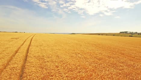 Aerial-view-of-golden-fields