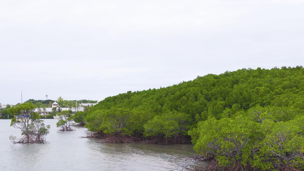 A tranquil view of lush mangroves lining a calm waterway under overcast skies in Port Douglas, Queensland