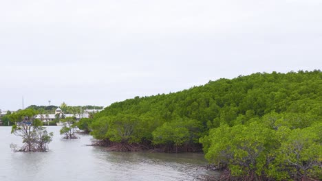 a tranquil view of lush mangroves lining a calm waterway under overcast skies in port douglas, queensland