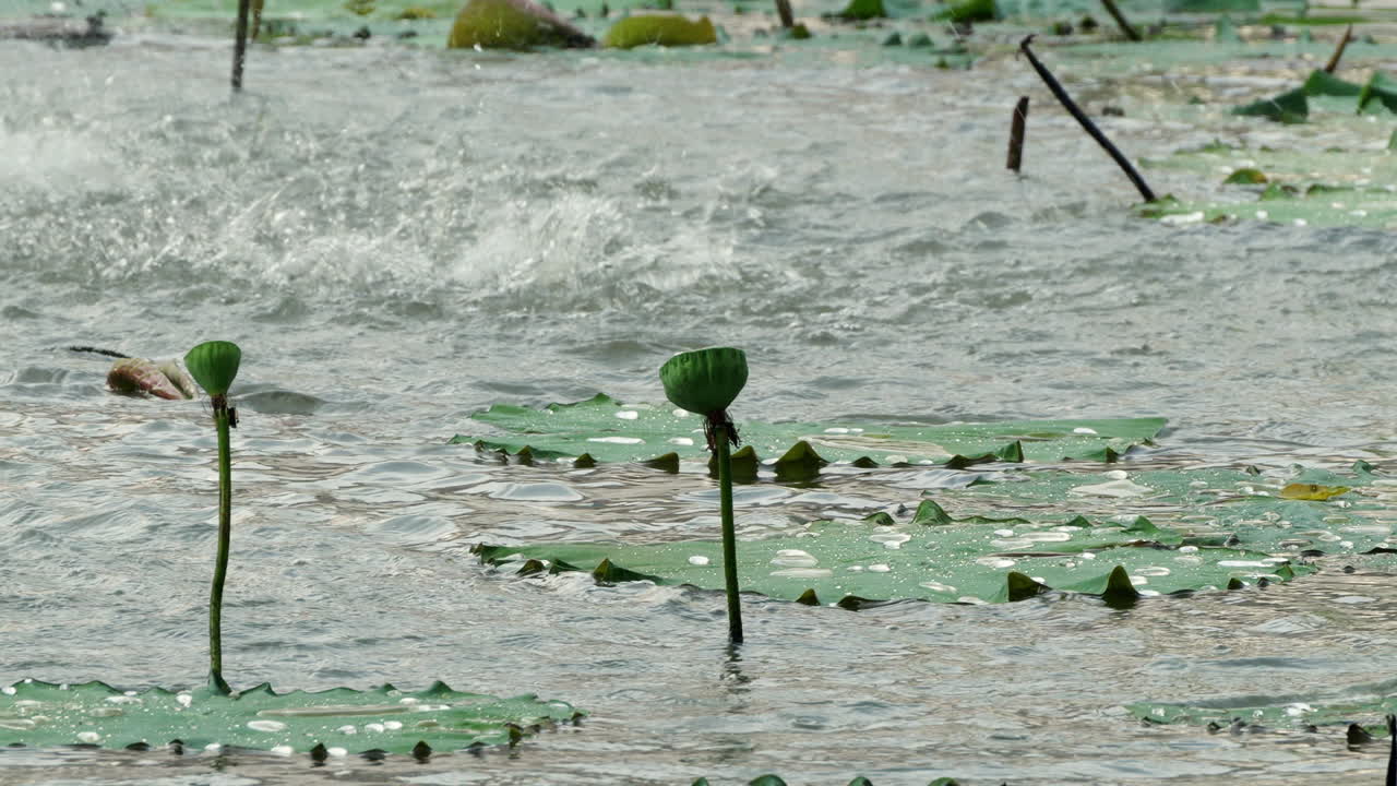 Lotus flower growing above fountain pond