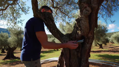 olive tree farm and care