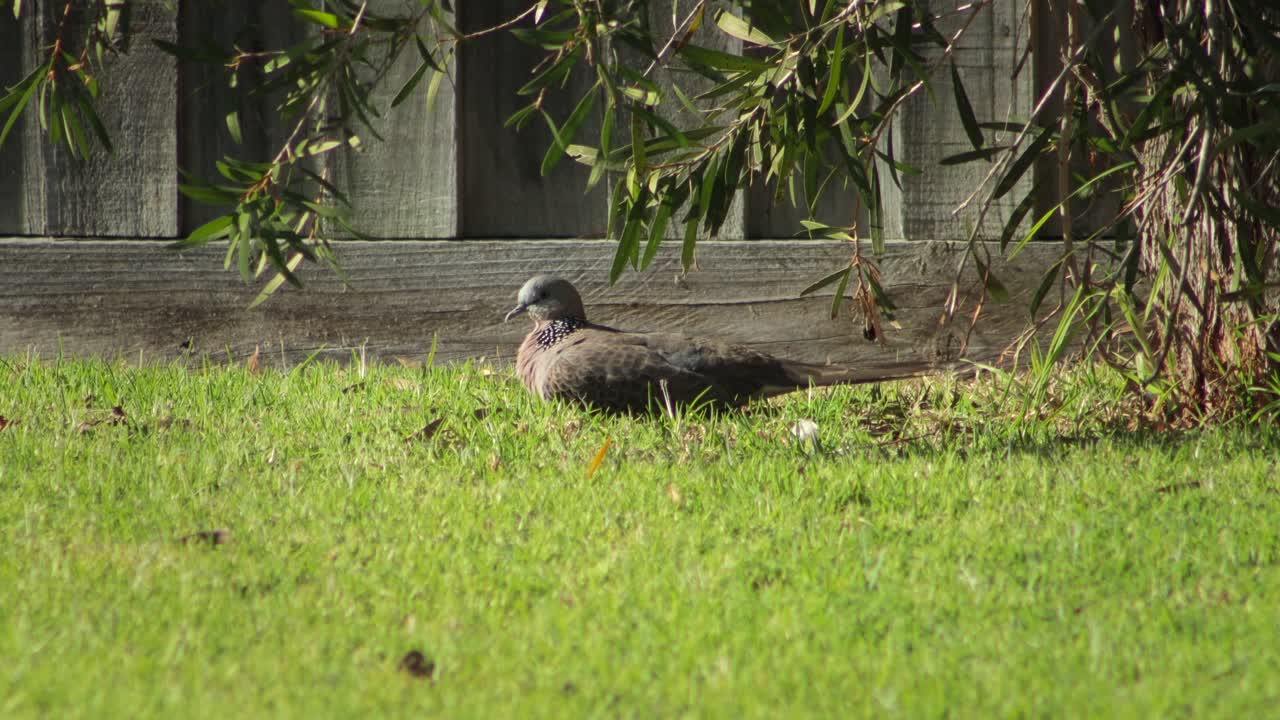 Spotted Dove Bird Sitting On Grass Puffing Up Feathers Daytime Sunny Australia, Victoria, Maffra, Gippsland