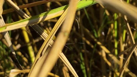 Grasshopper-walking-down-stem-of-rice-plant,-close-up-view