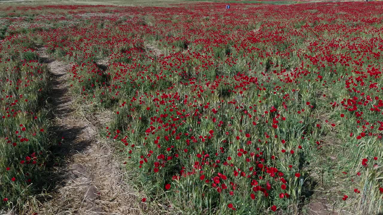 Ripresa aerea con drone 4K di un prato di fiori selvatici con papaveri rossi e fiori primaverili colorati, campo verde che ondeggia al vento, paesaggio naturale pacifico, sfondo panoramico di campagna fiorita