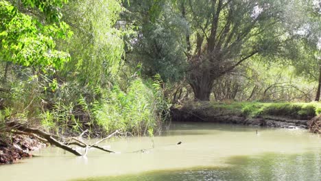 Flying-Low-Over-Green-Tranquil-Waters-Of-Danube-Delta-River-Surrounded-By-Lush-Foliage-Forest-Nature-Landscape---Low-Aerial