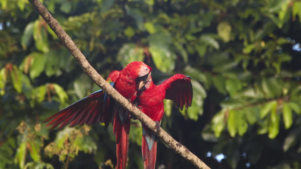 Scarlet macaw pair engaged in Morning Romance ritual on a branch in the Peru rain forest of tambopata , parrots allopreening