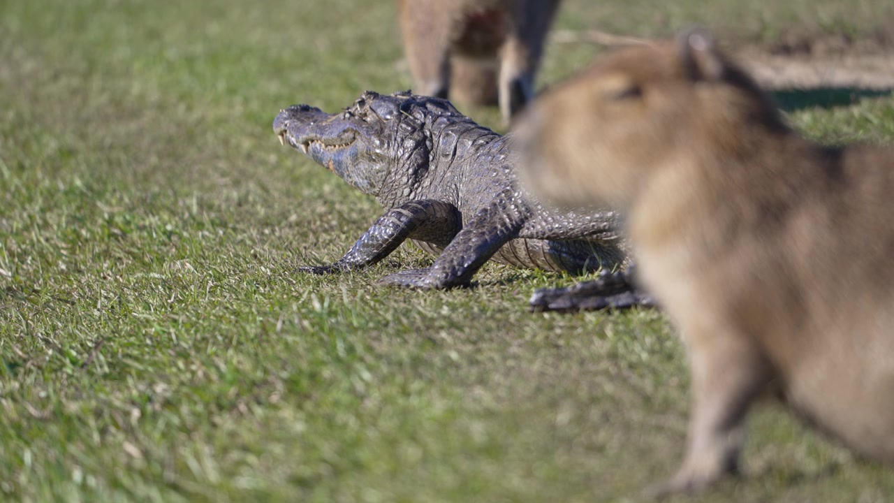 Un caimano yacare giace sull'erba corta mentre i capibara stanno in piedi e camminano in primo piano in un prato umido soleggiato, utile per temi sul comportamento della fauna selvatica o sulla coesistenza predatore-preda. Messa a fuoco selettiva