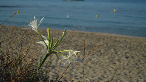 the pancratium maritimum is a graceful white flower, also known as sea daffodil, grows from a bulb in sandy soil