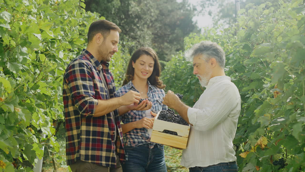 People Harvesting Grapes in a Vineyard