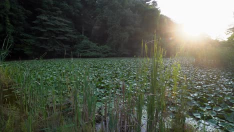 在東京的shakuji公園的湖泊中, 有許多植物和蓮花, 在春天開花,