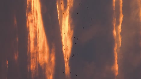beautiful sunset birds fly into the frame vertical 4k 2025 08 04 23 19 45 utc.mov | beam, beautiful, beauty, blur