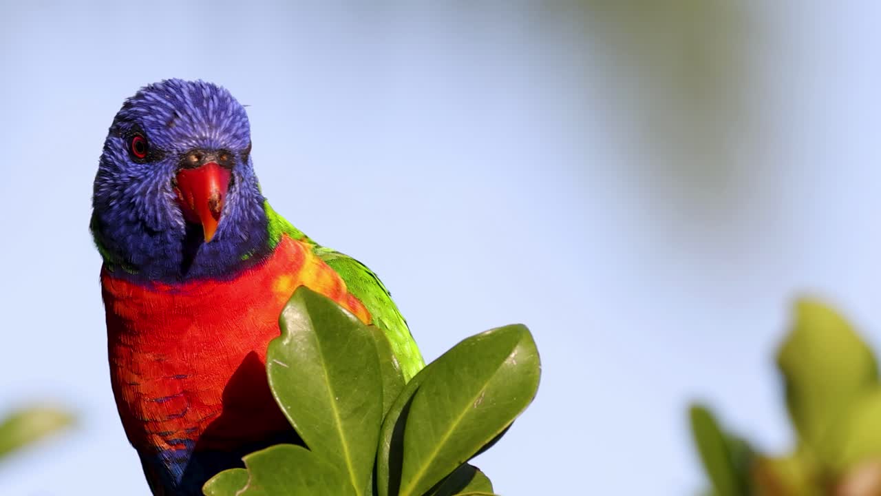 A colorful lorikeet peers curiously from behind lush green leaves against a clear sky.