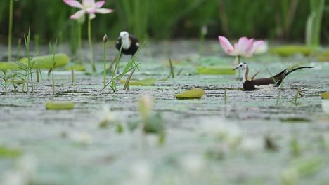 morning breeze surrounds birds feeding in vibrant aquatic vegetation