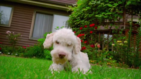 White-dog-looking-at-camera.-White-poodle-dog-lying-on-grass.-Dog-running-away