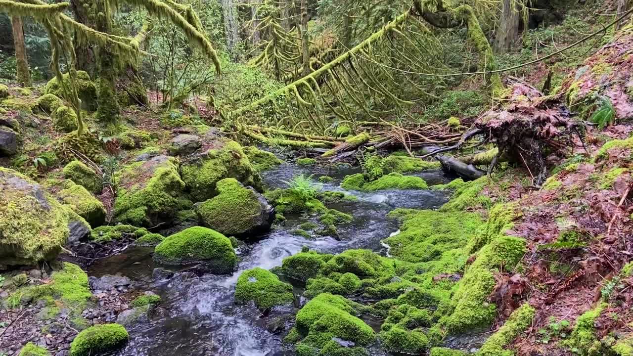 Pacific North West stream flowing