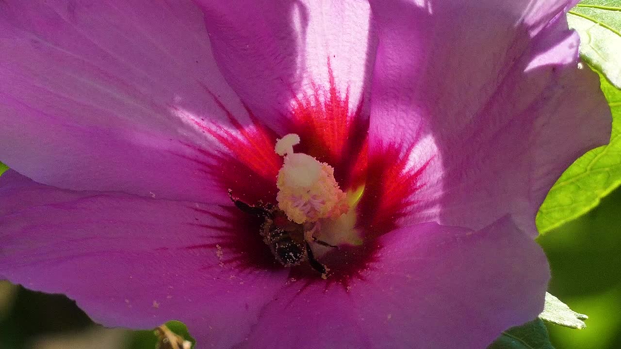 imágenes de primer plano de una abeja recolectando néctar y polen de una flor rosa floreciente