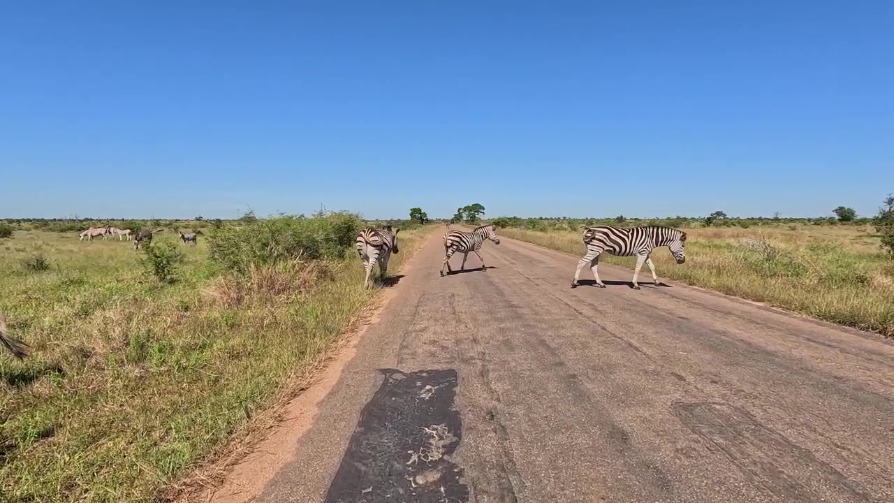 Mandria di zebre pascola lungo una remota strada asfaltata nel Parco Nazionale Kruger: POV di guida.