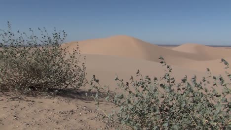 Büsche-Auf-North-Algodones-Dünen-In-Kalifornien-In-Der-Mittagshitze,-USA-1