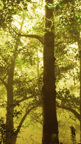 bosque de verano con niebla profunda
