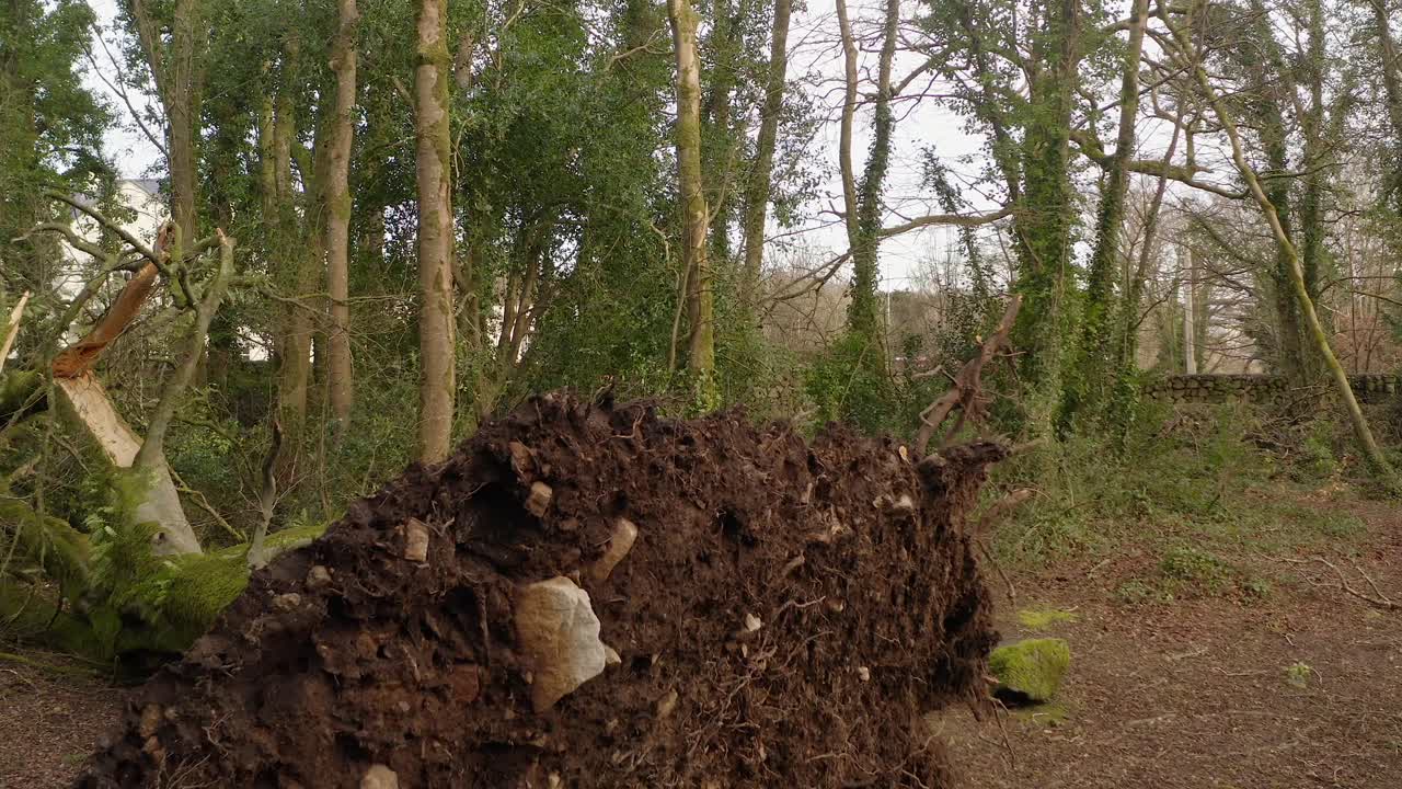 Storm ravaged woodland with fallen tree trunks and scattered forest debris, approach to underside of rootball uprooted violently