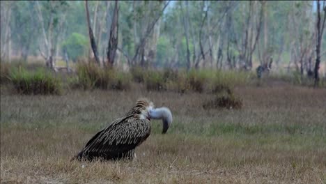 The-Himalayan-Griffon-Vulture-is-Near-Threatened-due-to-toxic-food-source-and-habitat-loss