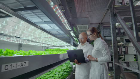 modern vertical farming system and its employees taking care of plants. plant food production in vertically stacked layers.