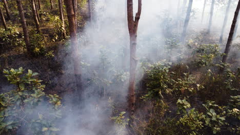 Vista-Delantera-Del-Humo-En-El-Bosque-De-Pinos