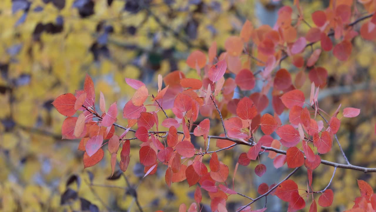 2022년 bozeman montana의 가을 휴가 변경 사항 4k