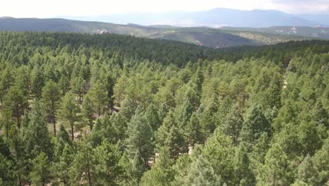 Drone-shot-of-a-wide-forest-with-mountains-in-the-background-in-Colorado