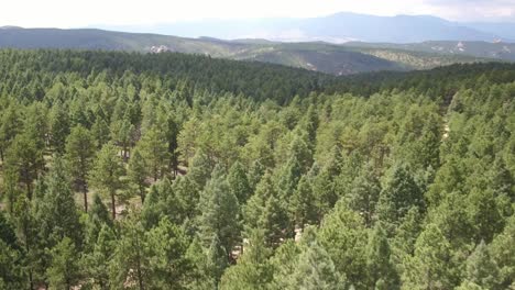 drone shot of a wide forest with mountains in the background in colorado