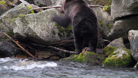 Grizzlybär,-Der-Am-Fluss-Frisst,-Springt-Auf-Einen-Großen-Felsbrocken,-Als-Er-Abreist